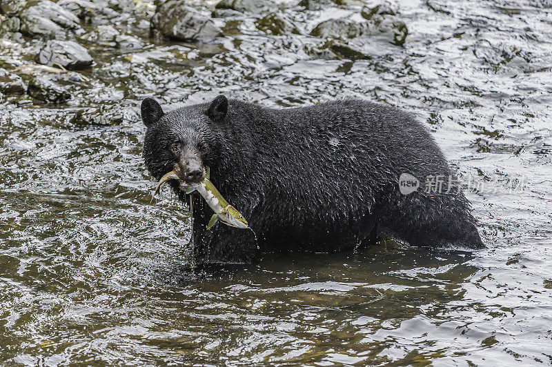 美国黑熊(Ursus americanus)，在阿拉斯加的凯克。在河里钓鲑鱼。Kupreanof岛。
